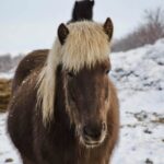 Stallarholmens bryggeri bjuder in till julmarknad med musik