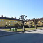 Avverkade lindar mycket värdefulla enligt Naturskyddsföreningen 