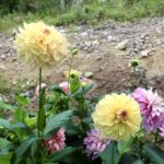 Sofia binder buketter av trädgårdens 77 dahlior