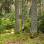 Konsert för Ulvaskogen med musik inspirerad av naturen