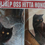 Bortsprungen katt i Strängnäs